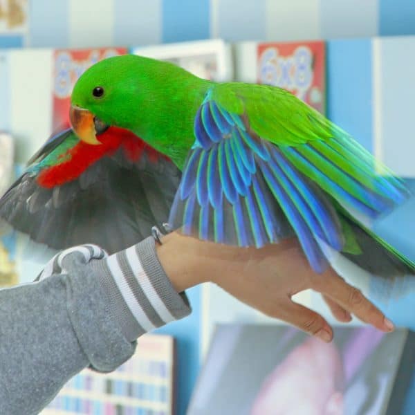 Why Its Important to Keep Pet Birds Flighted