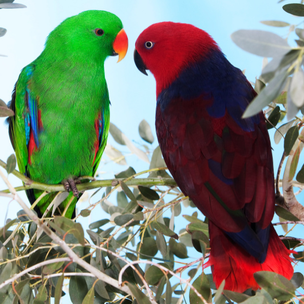 What Are the Best Brand of Seeds and Pellets for My Eclectus?
