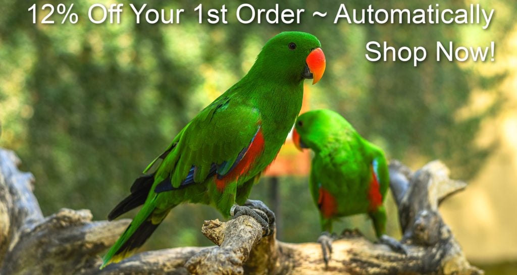 Male ecelectus parrot in foreground with another male ecelctus parrot slightly out of focus towards the rear of the image