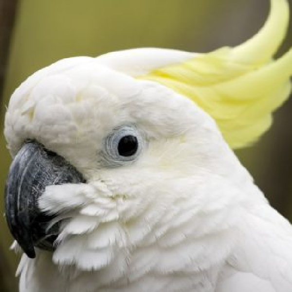 How To Stop An Elenora Cockatoo Plucker And A Screaming Citron Cockatoo