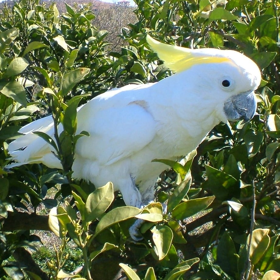 Why Is Our Elenora Cockatoo Losing So Much Weight?