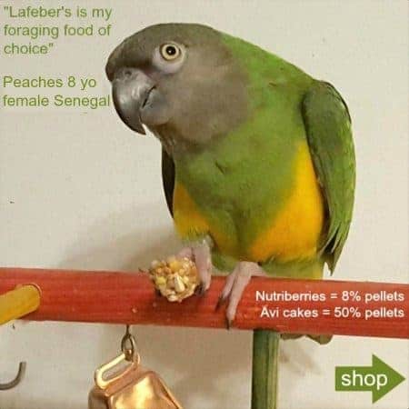 Senagal parrot on tabletop bird play stand eating a Lafeber's Nutriberry