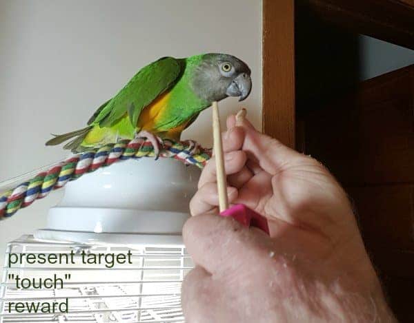 Peaches a Senegal parrot gets clicker training on the top of her birdcage