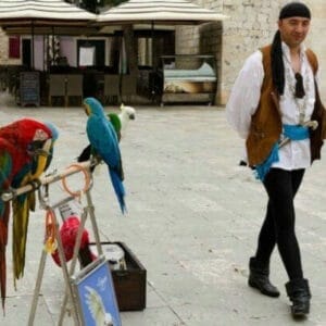 European gypsy with parrots perched on a big stand