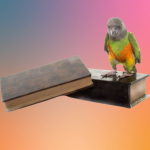 Senegal standing on book