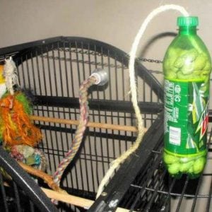 Free Bird Toy – Soda Bottle with Treats