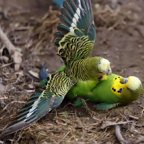 7 Budgie And Parakeet Questions Answered
