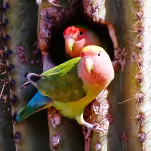 Two peach faced lovebirds living in Arizona cactus