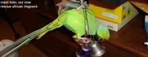 Keto Our African Ringneck Parrot Video Shorts