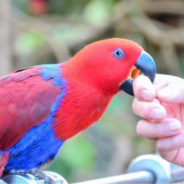 Female Eclectus parrot biting human index finger