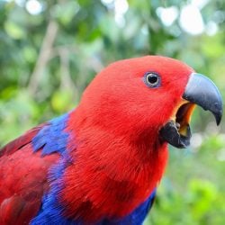 female eclectus parrot screaming