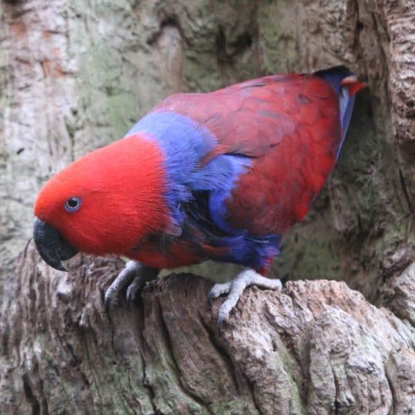 The Best Dry Food for Eclectus