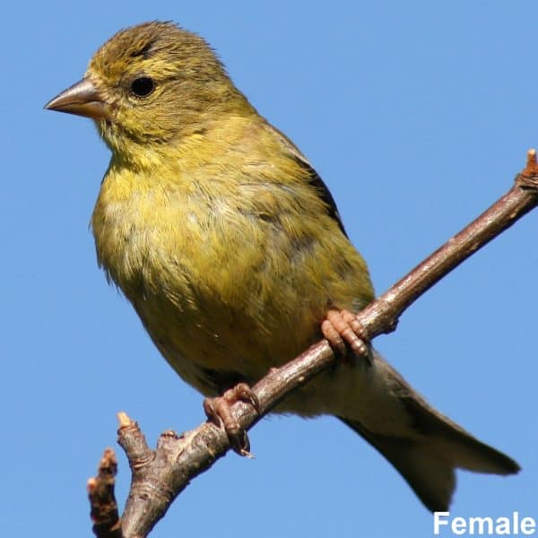 Female goldfinch What Are the Characteristics of the American Goldfinch?