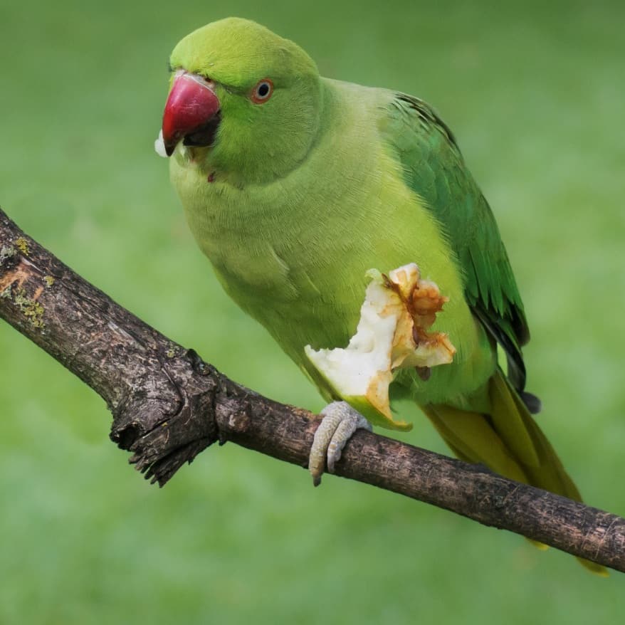 Why and How Do Pet Birds Get Gout?