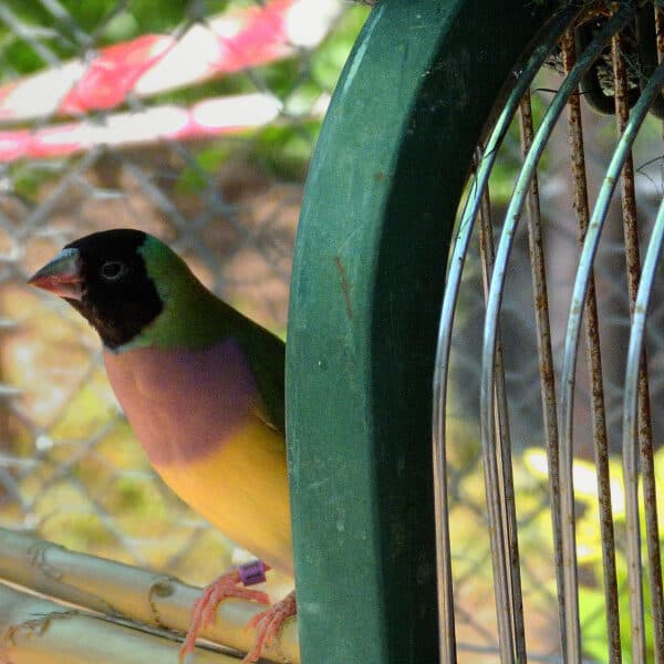 Can I Use a Finch Cage for Another Bird?