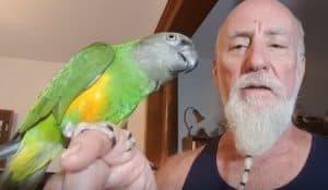 Recent Videos Starring Peaches Our Senegal Parrot