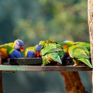 How Do You Put the “Social” in Bird Food?