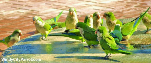 9 Quaker parrots congregating near water