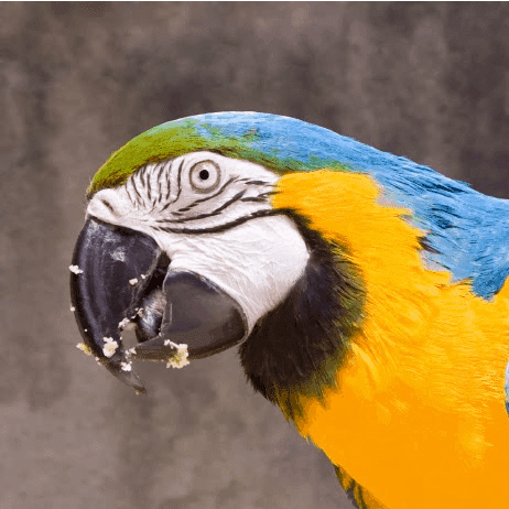 Large Macaw Supplies