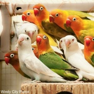 A flock of multicolored lovebirds