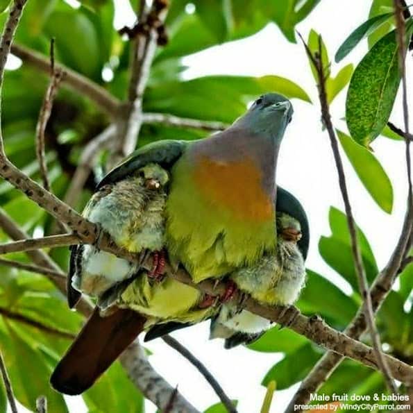 male fruit dove with wings covering 2 youngsters