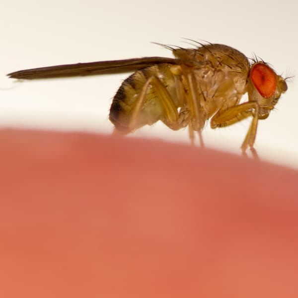 Fruit Flies Are Bothering My Umbrella Cockatoos (And Me)