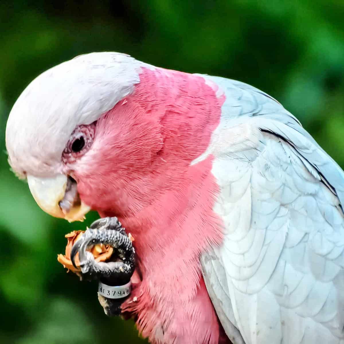 What Are the Basic Needs of a Pet Bird?