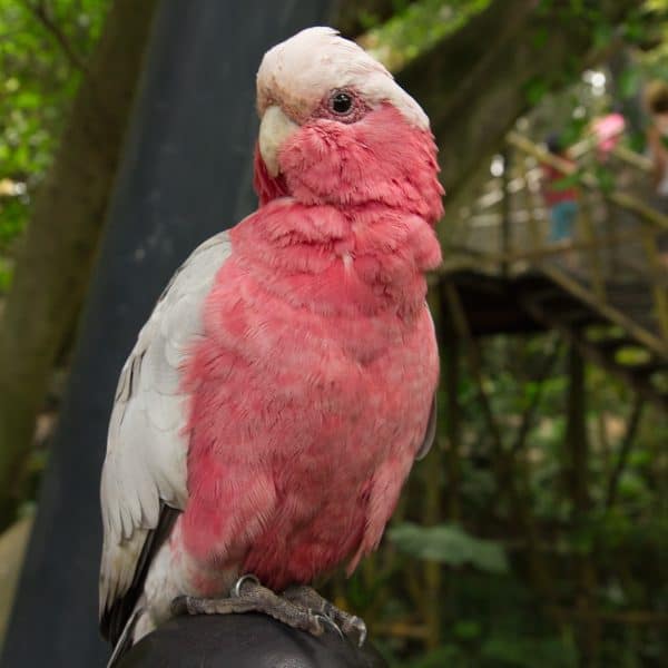 How Do I Encourage a Galah, to Eat Pellets Veggies, and Fruit?