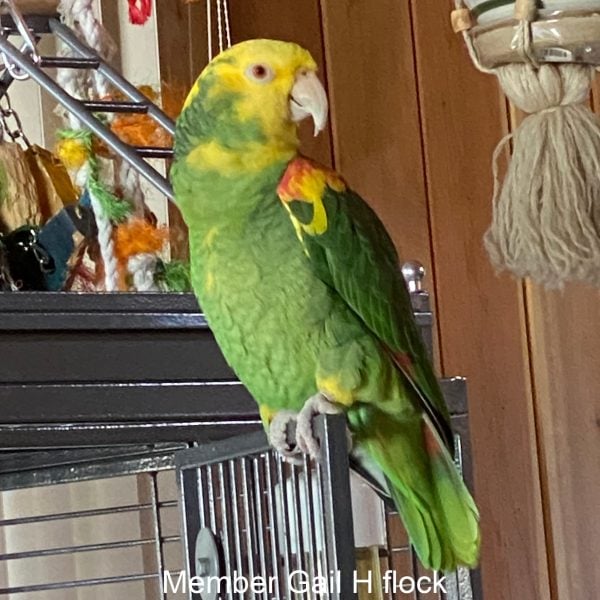 double Yellow head amazon parrot on bird cage door