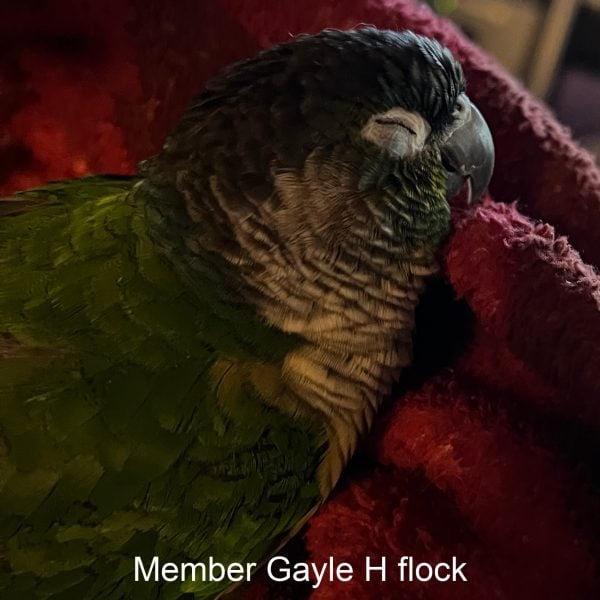 Black capped conure asleep on blANKET