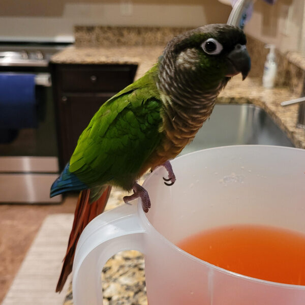Can You Help Me With My Biting Conure?