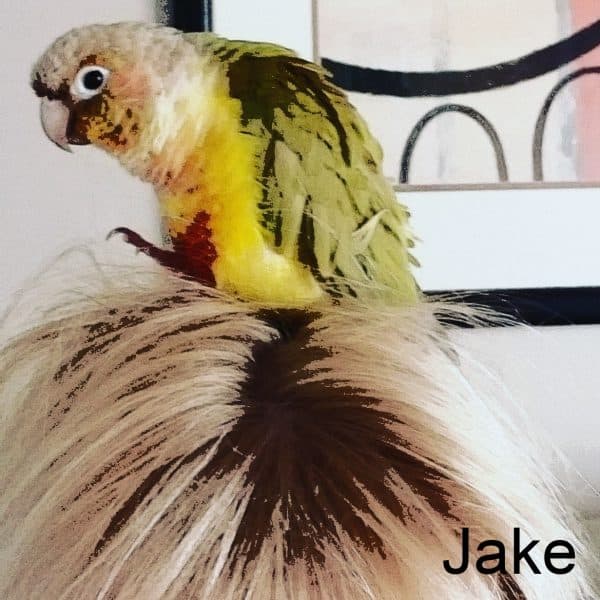 Pineapple green cheek conure on blonde hair human