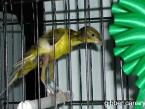 Windy City Parrot Defines Smaller Size Species of Pet Birds