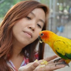 Young woman holding sunconure with hand full of bird food