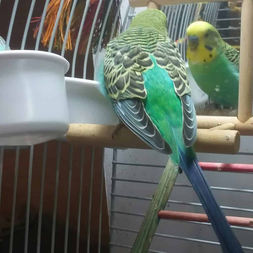 budgie-facing-mirror