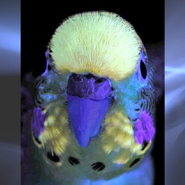 Glowing budgie