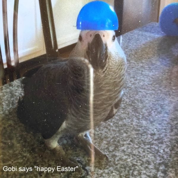 African grey parrot wearing blue egg as hat for easter