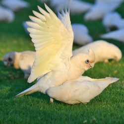 4 Goffin cockatoo parrots foraging in the grass