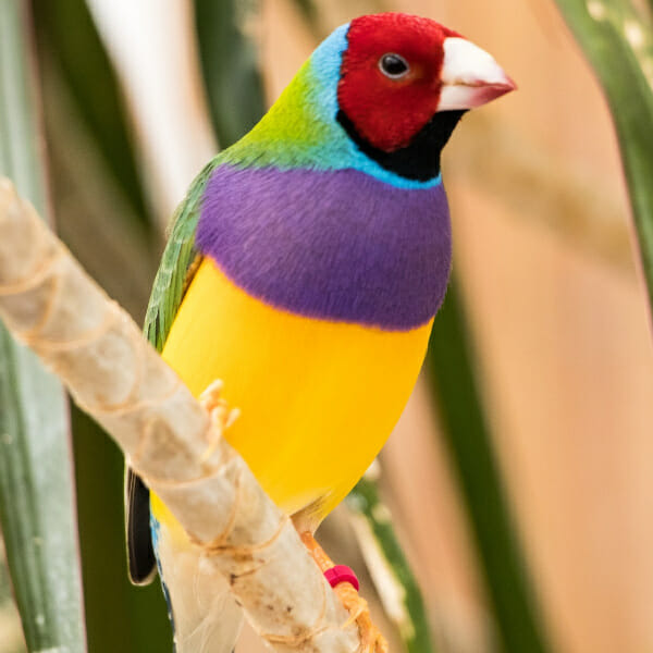 Gouldian Finch