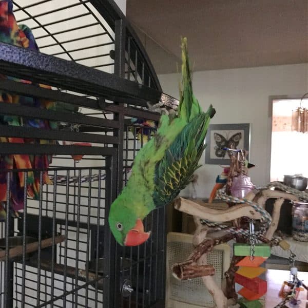 Great billed parrot hanging upside down on birdcage door