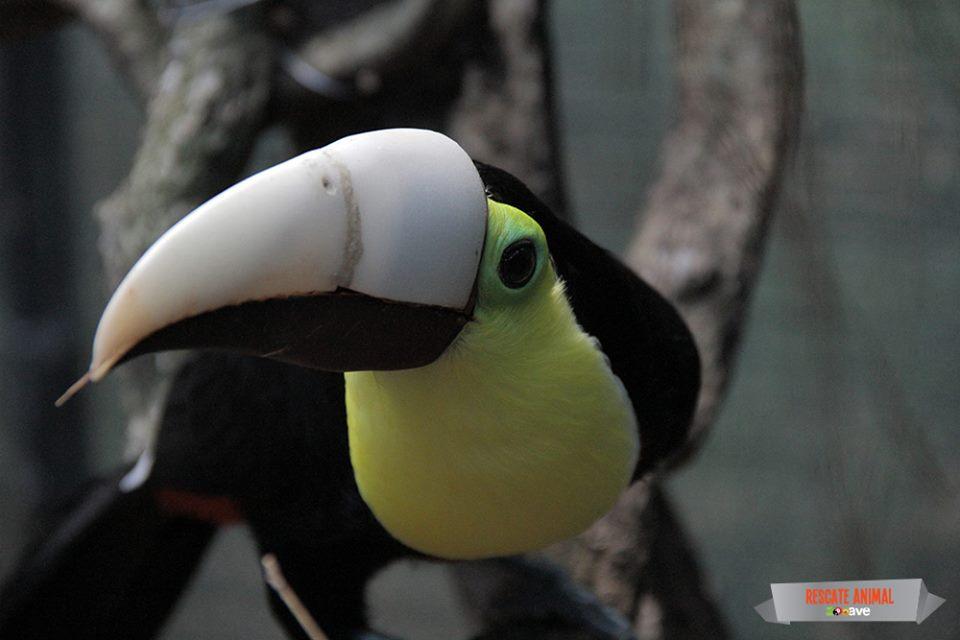 toucan with prosthe