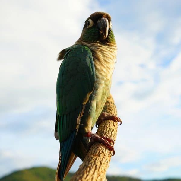 Green cheek conure on perch out of doors basking in sunshine