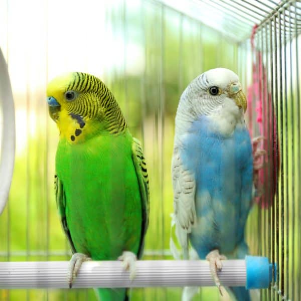 Green and blue budgies on small white perch in a birdcage