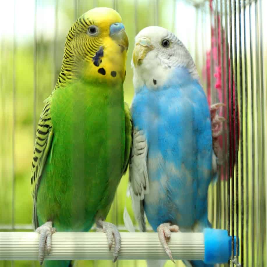 The Importance of Introducing Toys to Pet Birds Early On