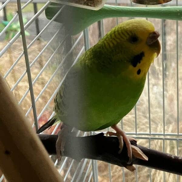 My Budgies Cere Looks Dry and Enlarged Should I Be Concerned?