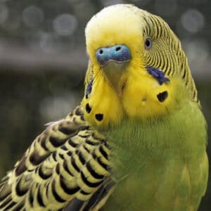 How Do I Treat My Female Parakeet’s Feather Cyst?