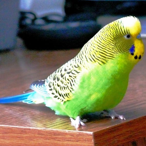 Green budgie on table