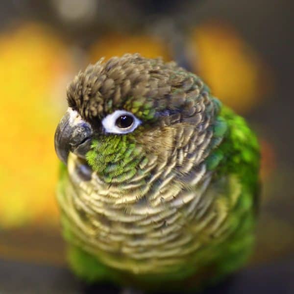 Close up green cheek conure