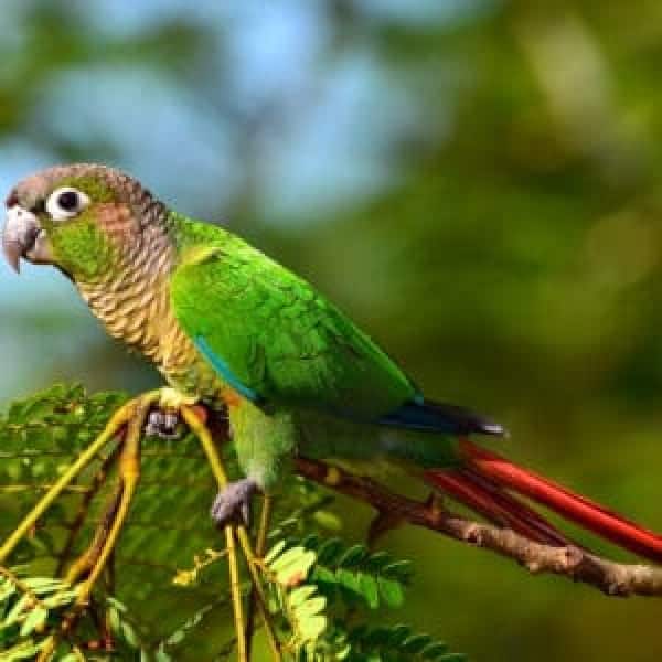 Is Zupreem a Good Bird Food Brand for a Green Cheek Conure?