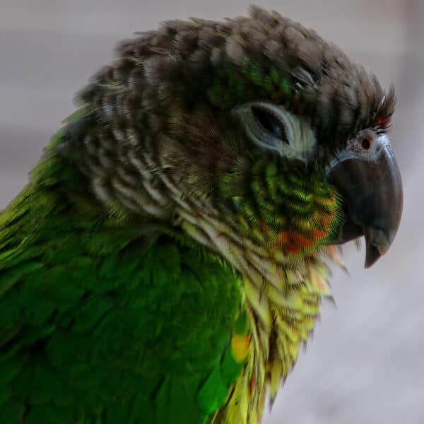 Is My Illness The Reason Why My Green Cheek Conure Is Suddenly Biting Me